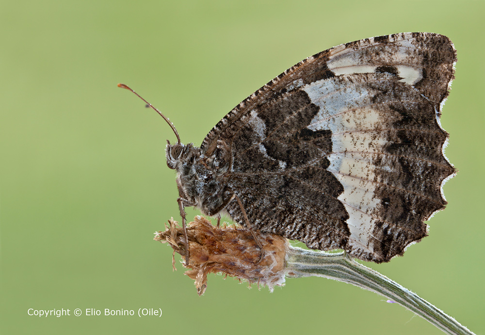 Grande Banded Grayling (Brintesia Circe)