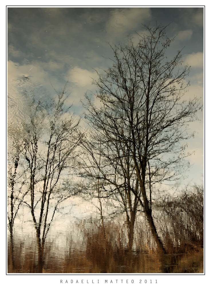 Riflessi.. d' un Albero