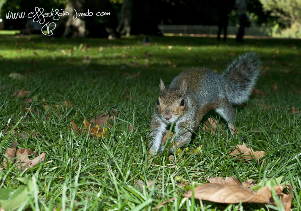 scoiattolo