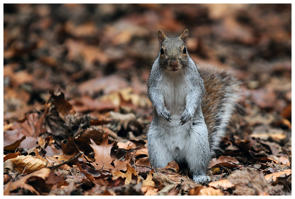 sento odore di fotografo nascosto ...