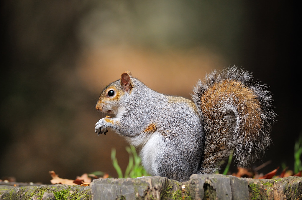 Il folletto del bosco
