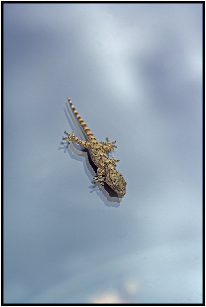 L'Esploratore... continua 2