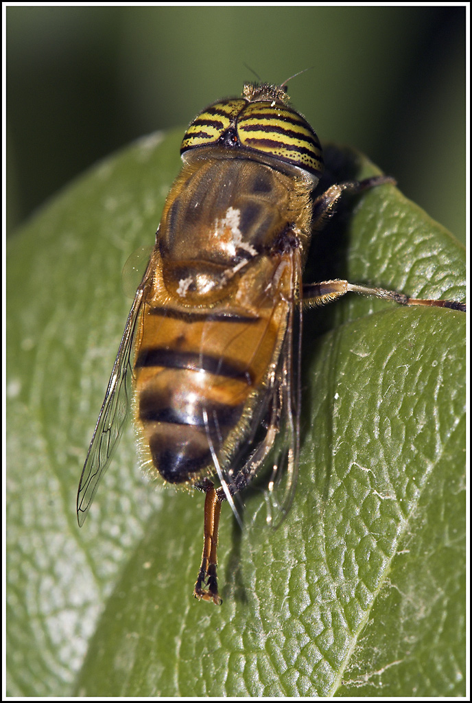 L'Ape dagli occhi tigrati