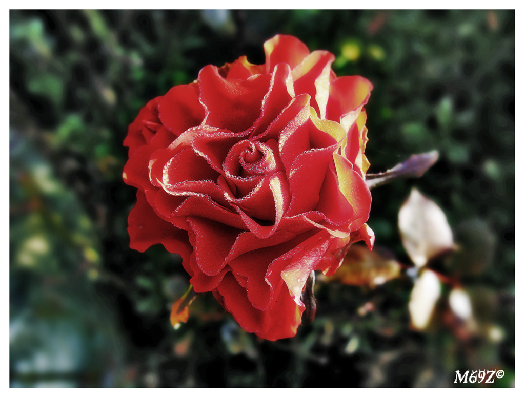 Baciata da un gelido sole di Dicembre