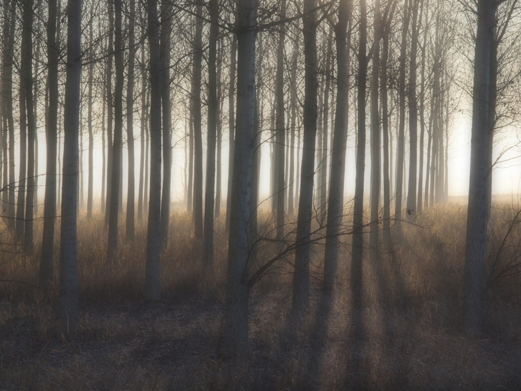la magia del bosco....
