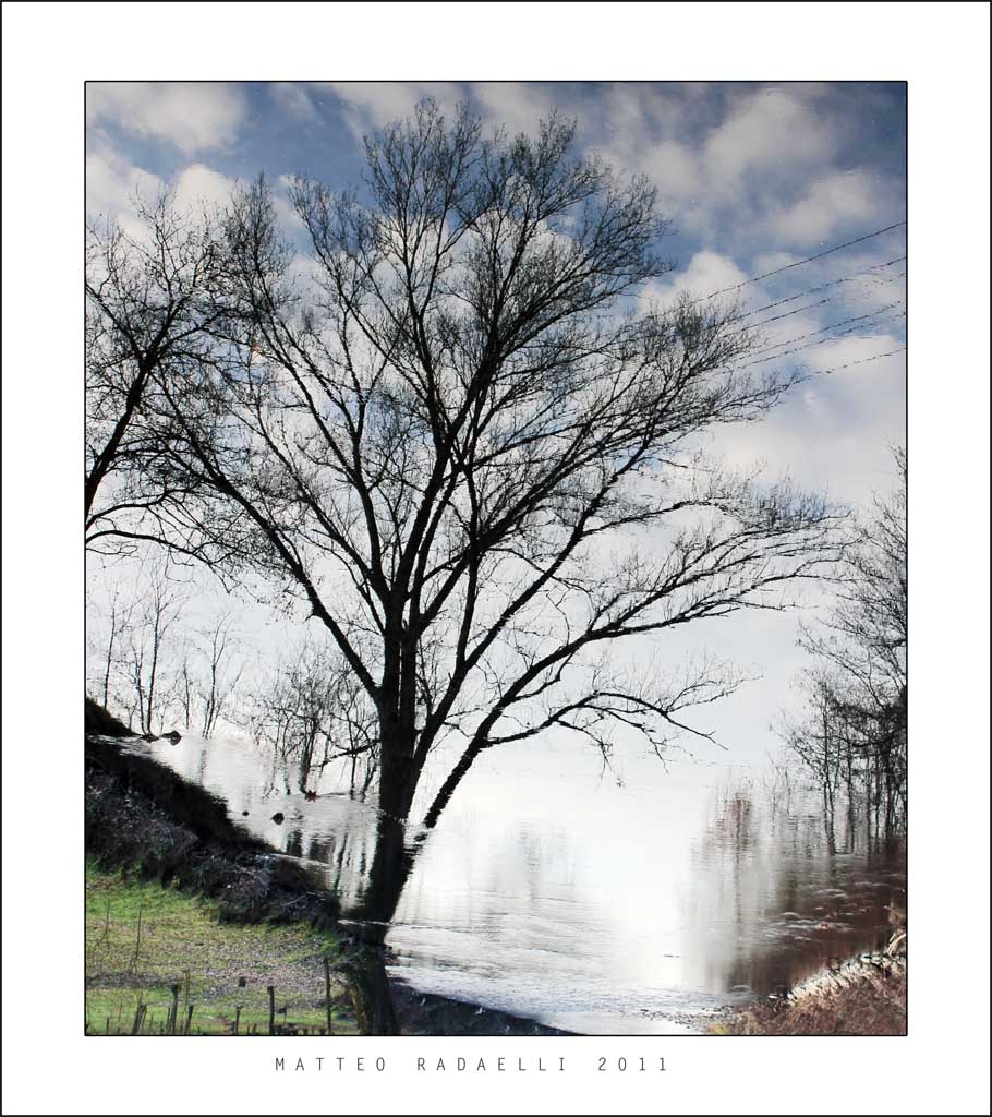 Albero Riflesso