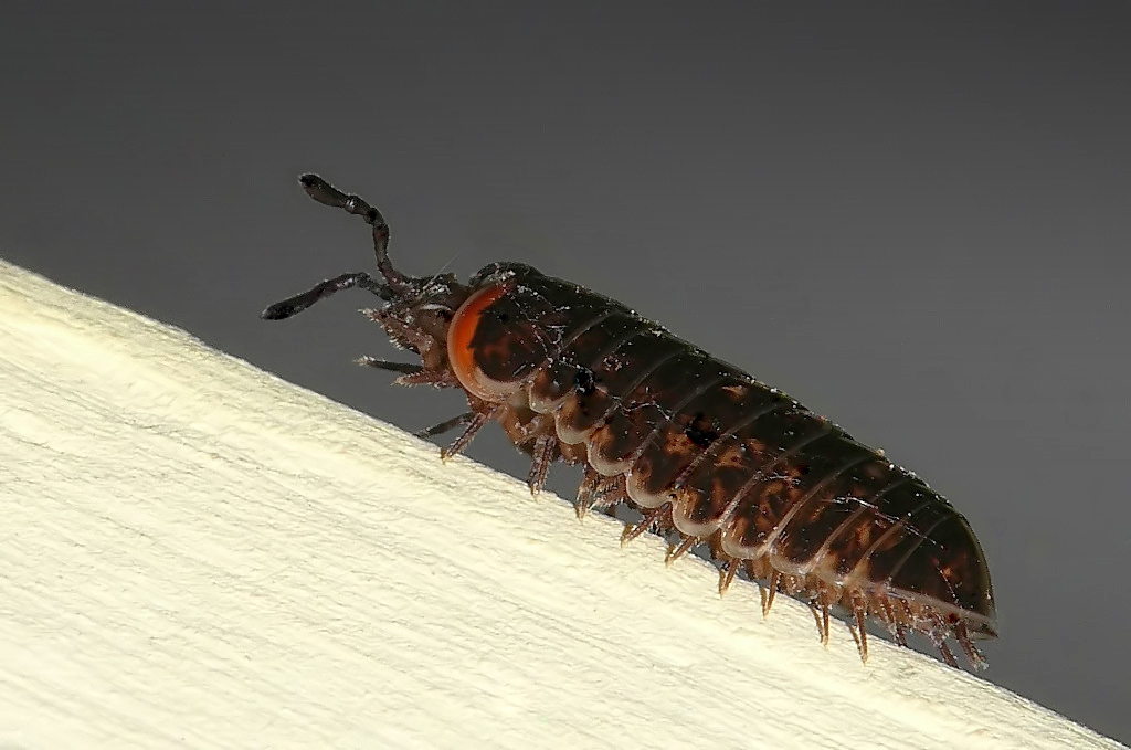 Gatto delle nevi!!!!!