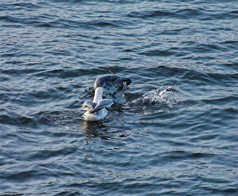 ke melo dai un pezzo?