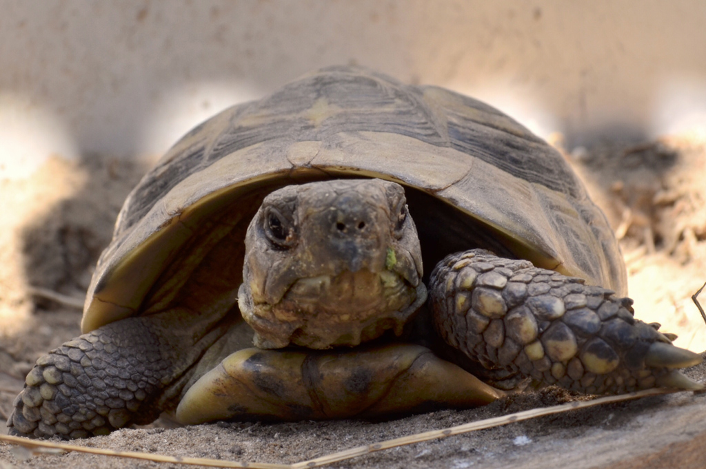 Tartaruga