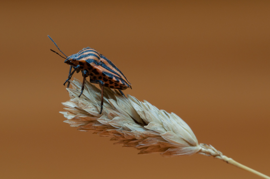 Trampolino di lancio