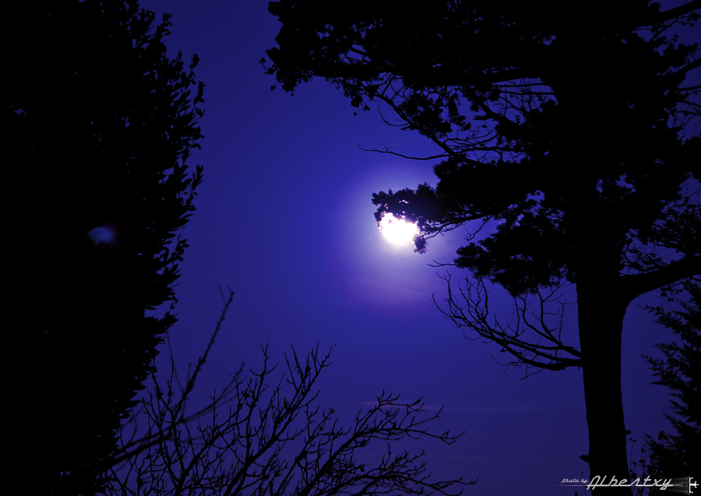 la luna ed i cipressi