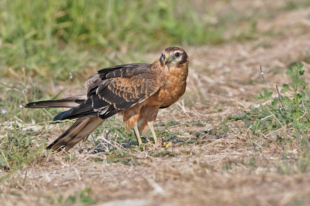 Albanella minore (circus pygargus)