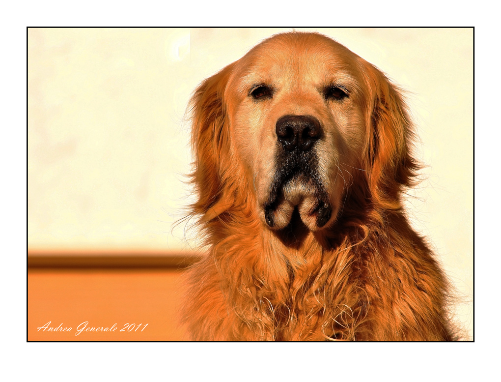 Il biondo imperatore - ritratto