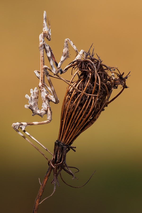 ...la befana vien di notte...