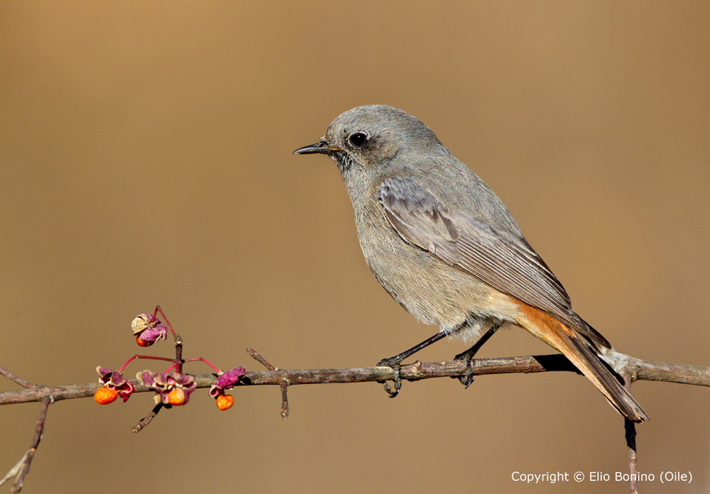 Codirosso spazzacamino (Phoenicurus ochruros)