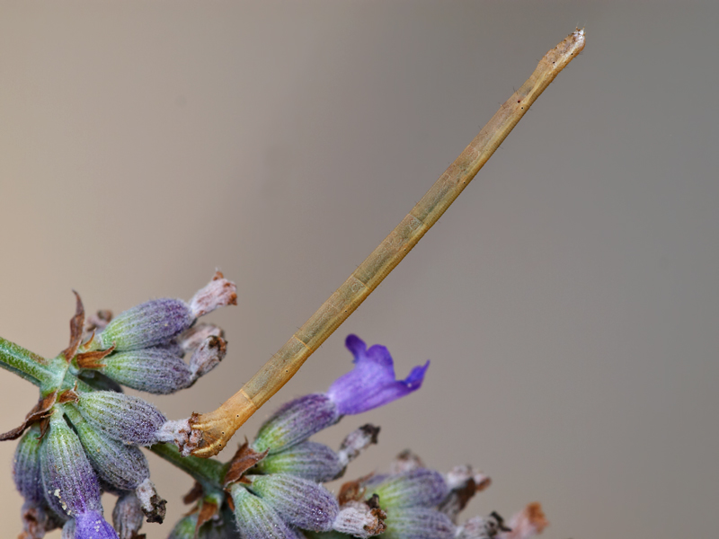 bruco...mooolto particolare......