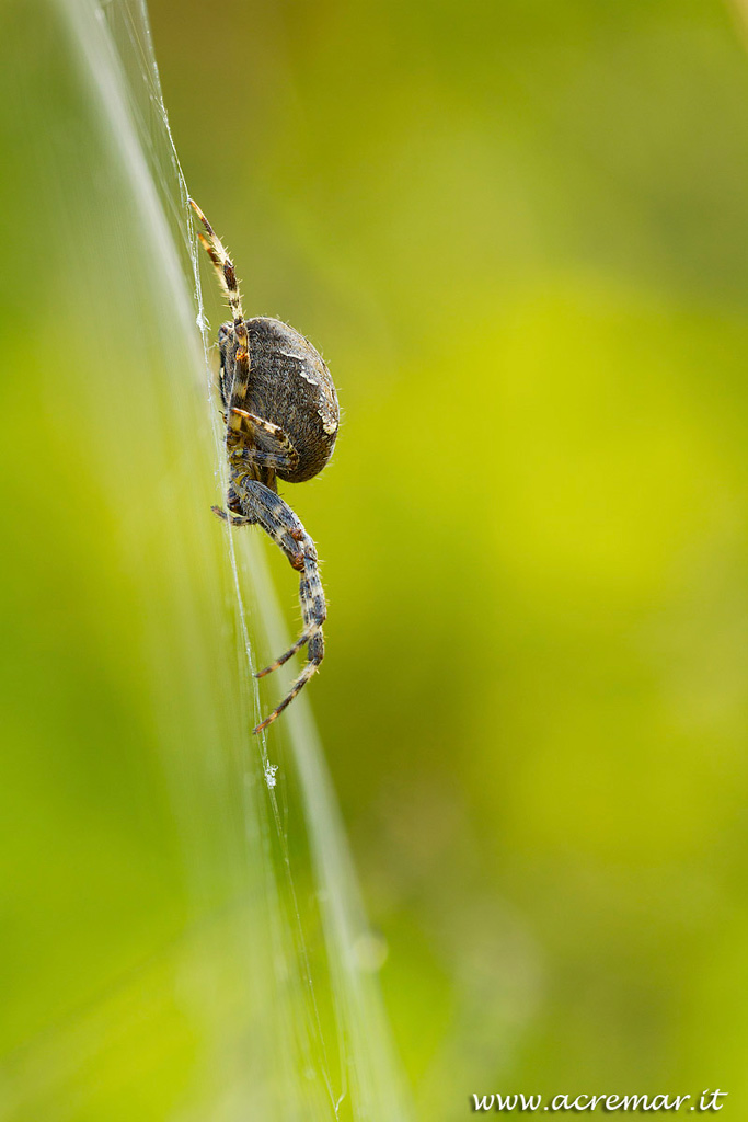 Araneus