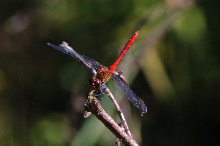 libellula