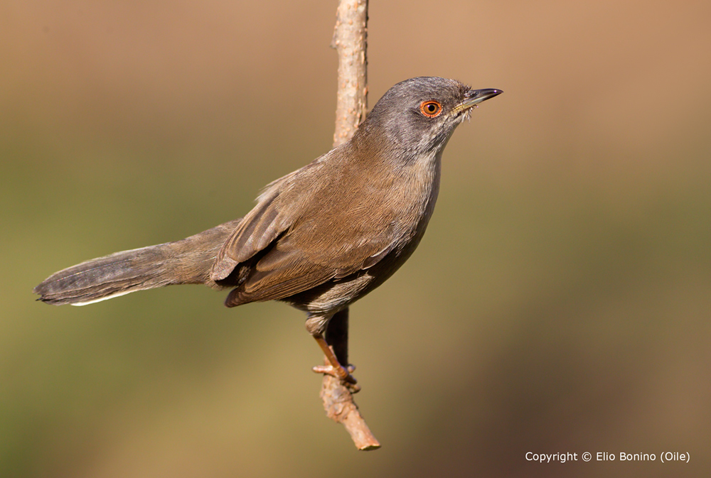 Occhiocotto (Sylvia melanocephala)