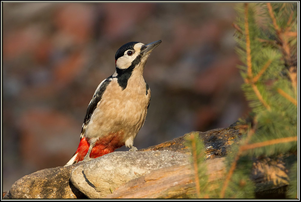 giovane picchio rosso maggiore ----BUON NATALE ----