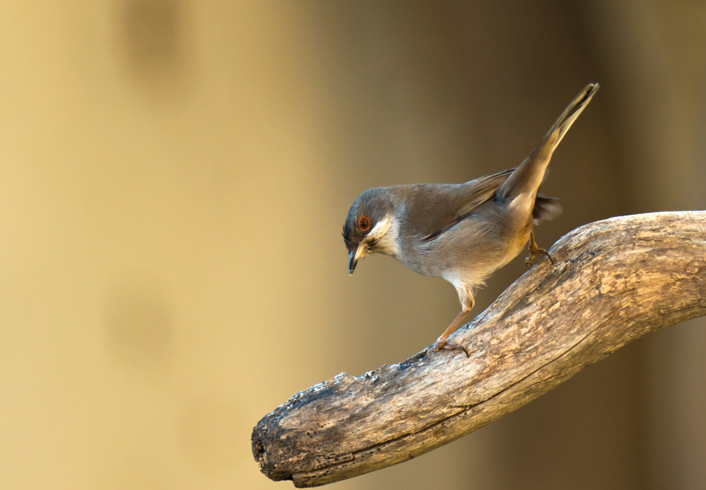 Occhiocotto a Natale