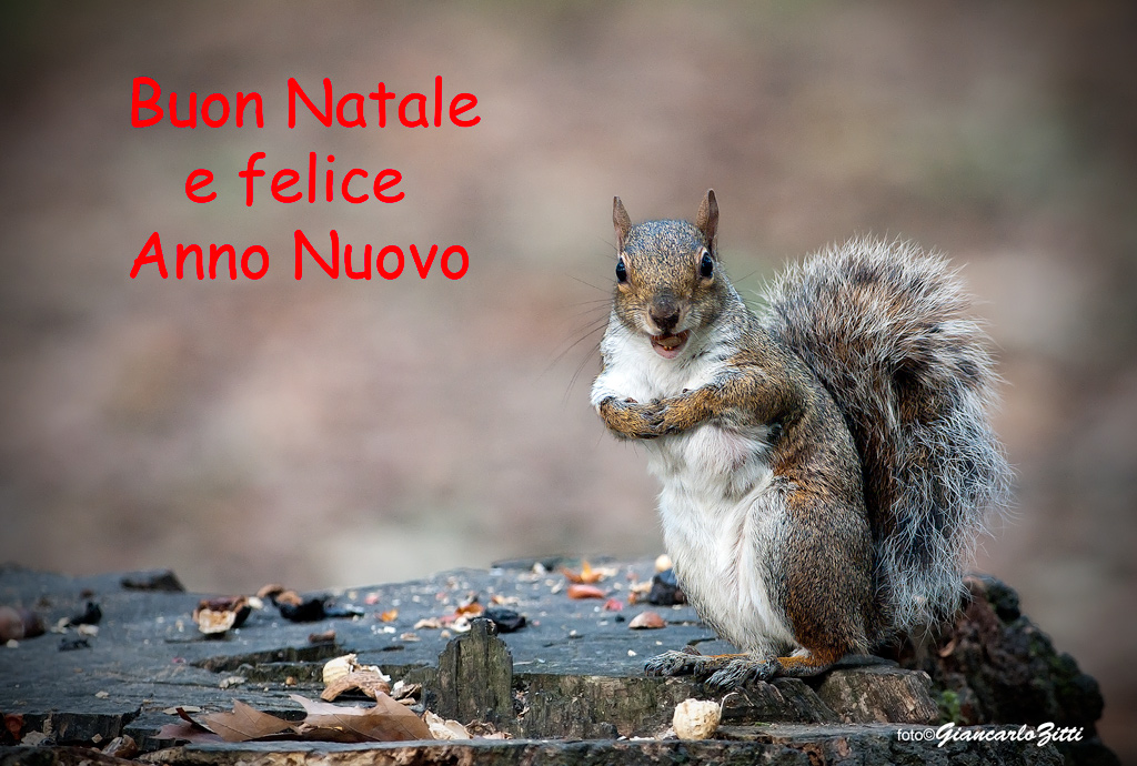 Buone Feste