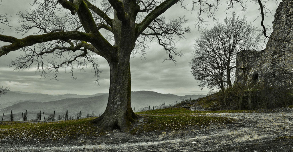 Rondinara la grande Quercia