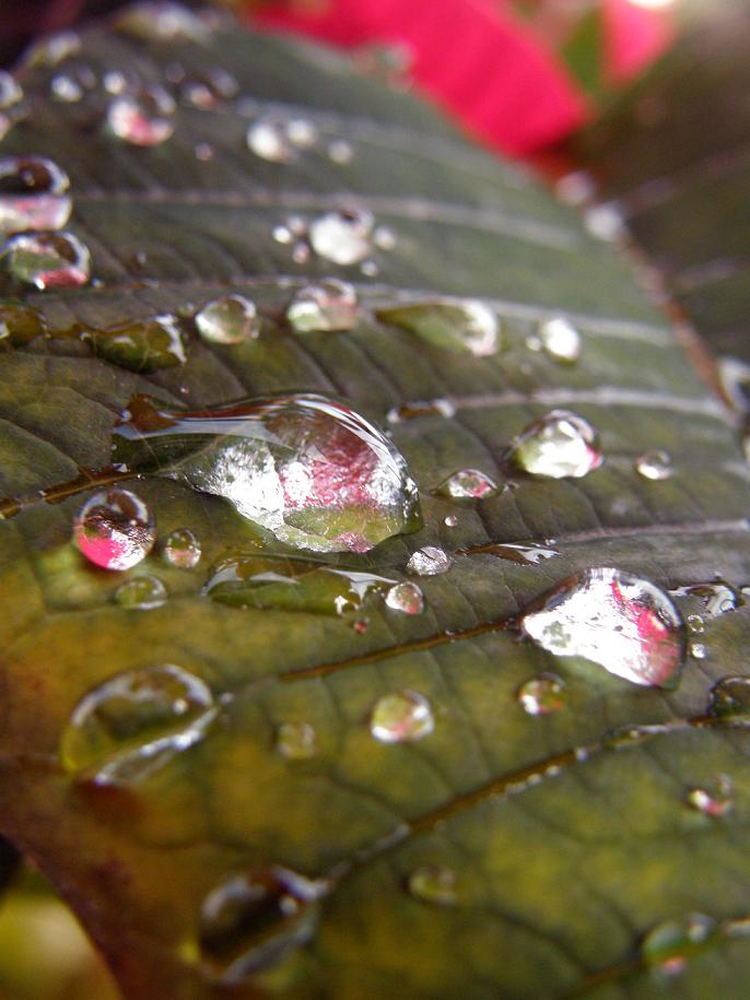 Sulla stella di Natale