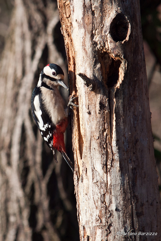 Il mio primo picchio rosso!