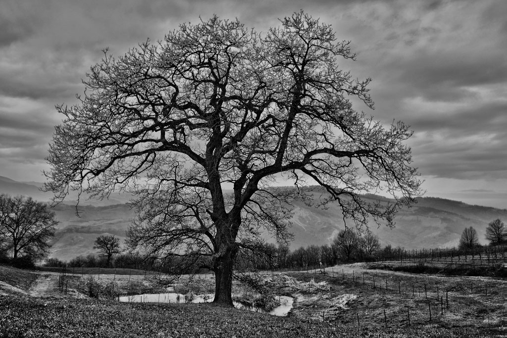 Rondinara RE quercia in riva al laghetto