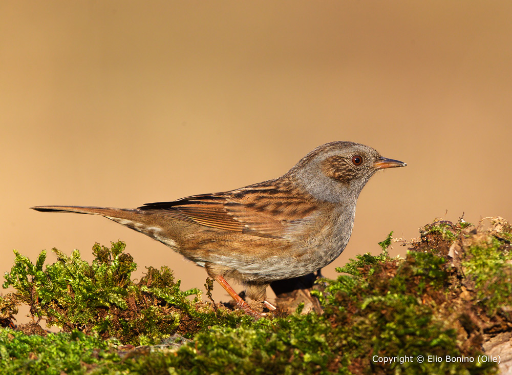 Passera scopaiola (Prunella modularis)