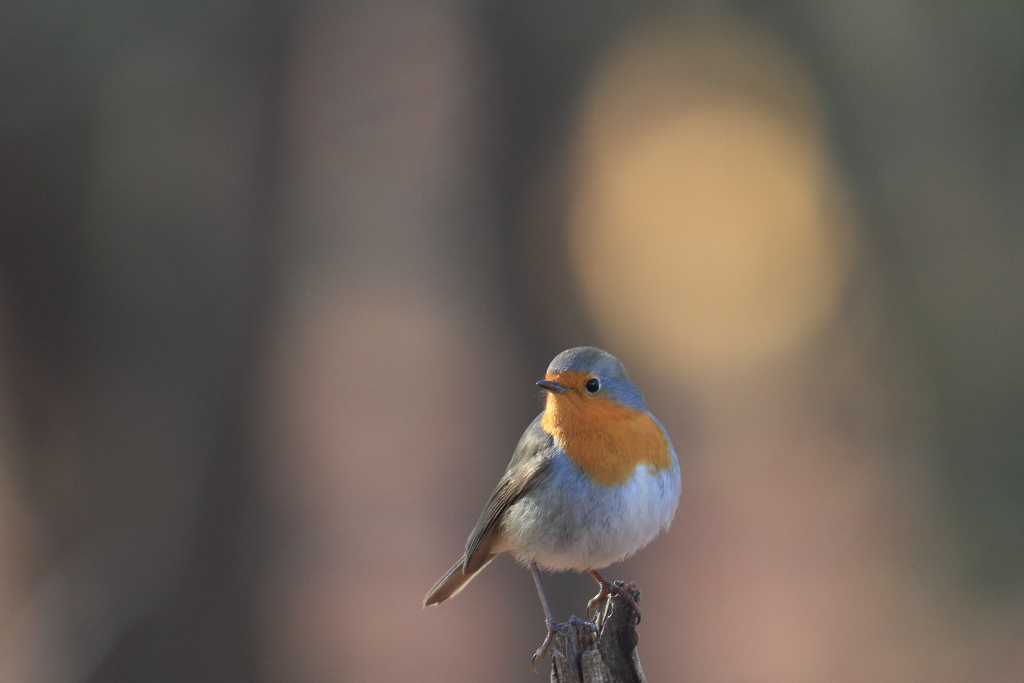 Macchie nel sottobosco bosco