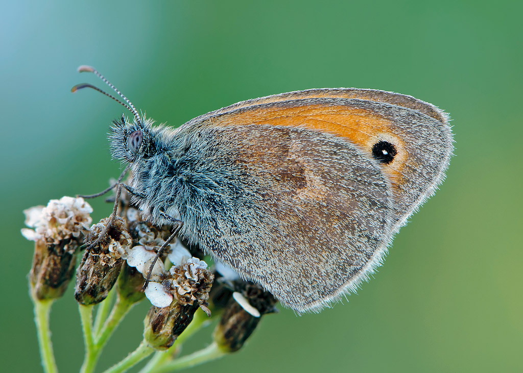 Coenonympha-pamphilus