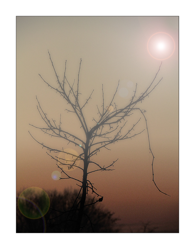 flare fog tree