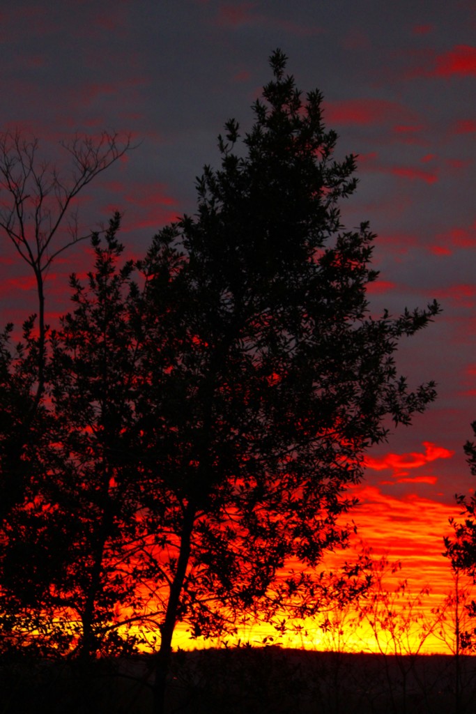 L'albero nel tramonto