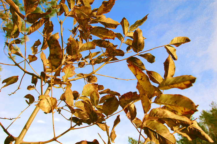 Alberello da sotto e cielo