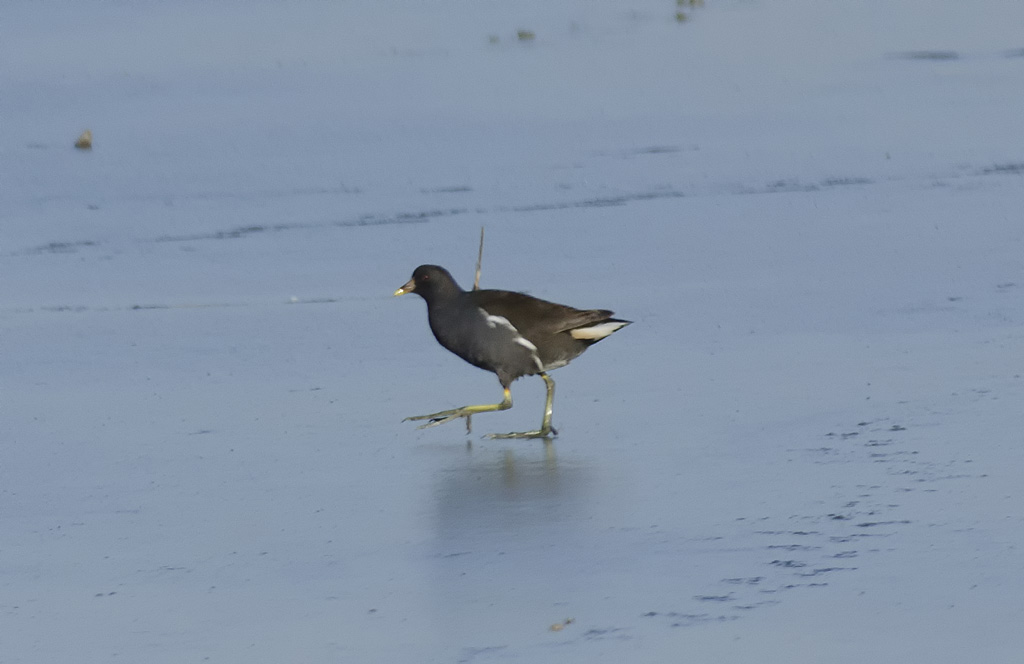 aiuto identificazione voltolino?