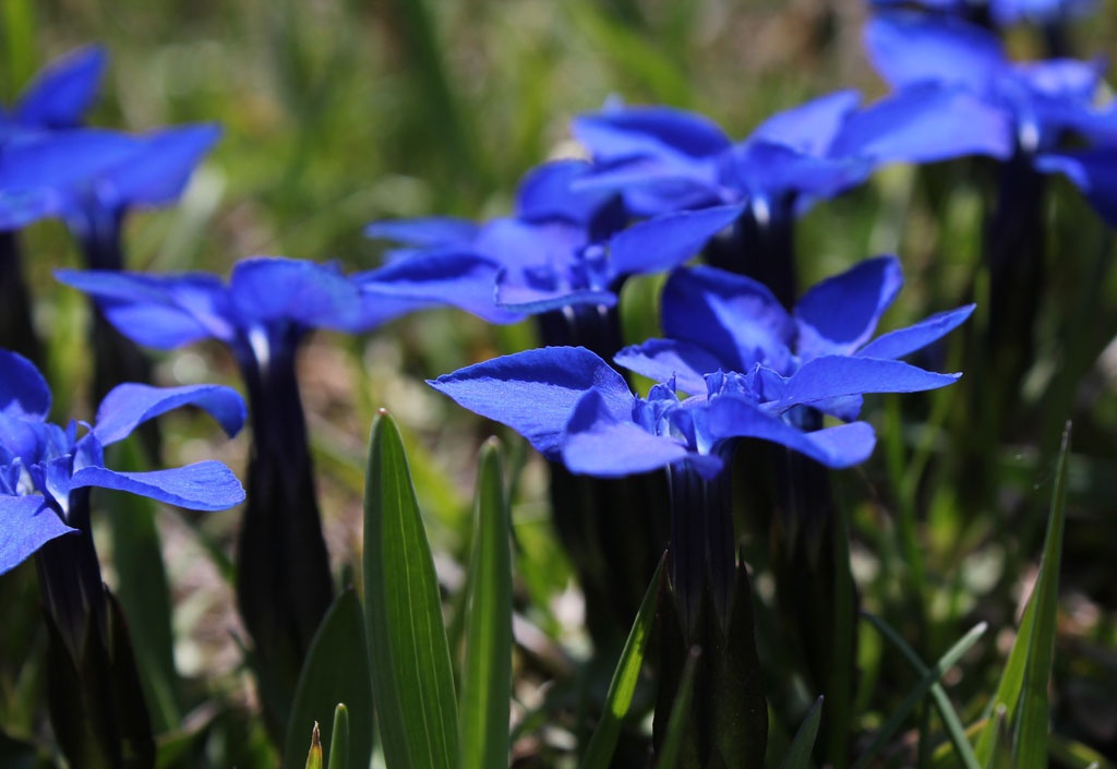 Vietato raccogliere ma obbligatorio ammirare!!!