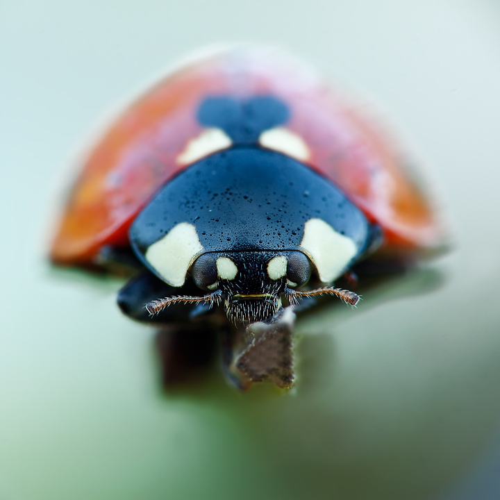 Coccinella