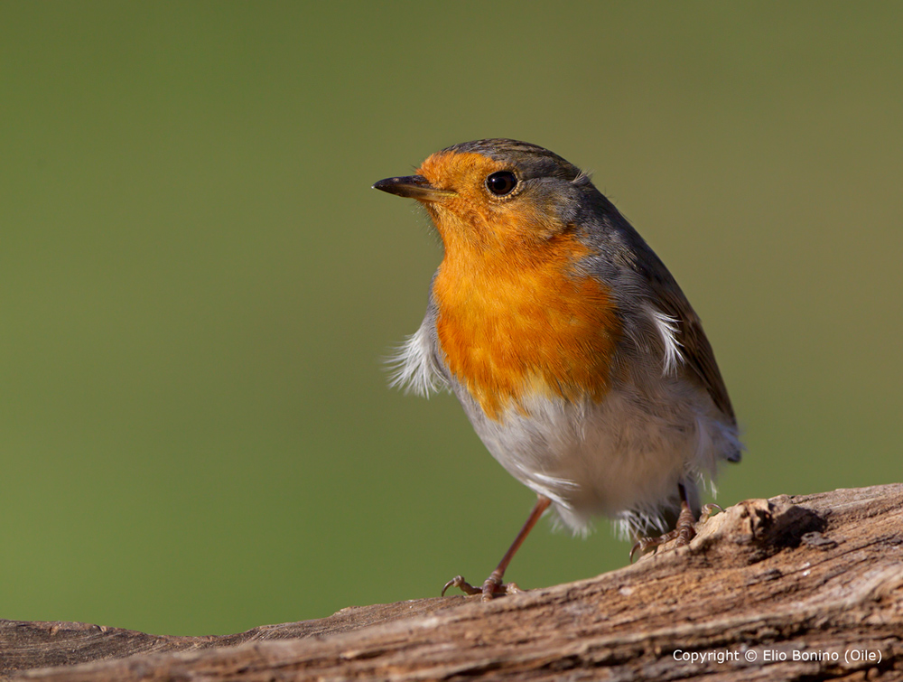 Pettirosso (Erithacus-rubecula)