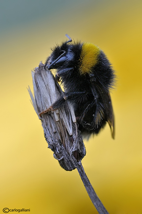 Bombus di Natale (con storiellina)