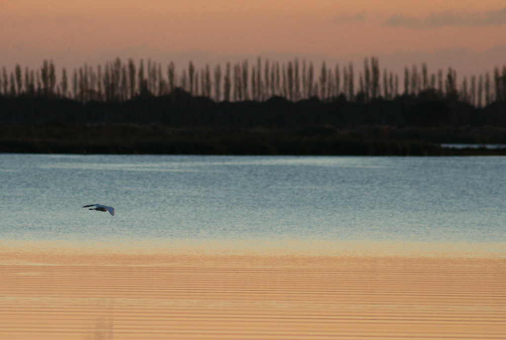 garzetta al tramonto