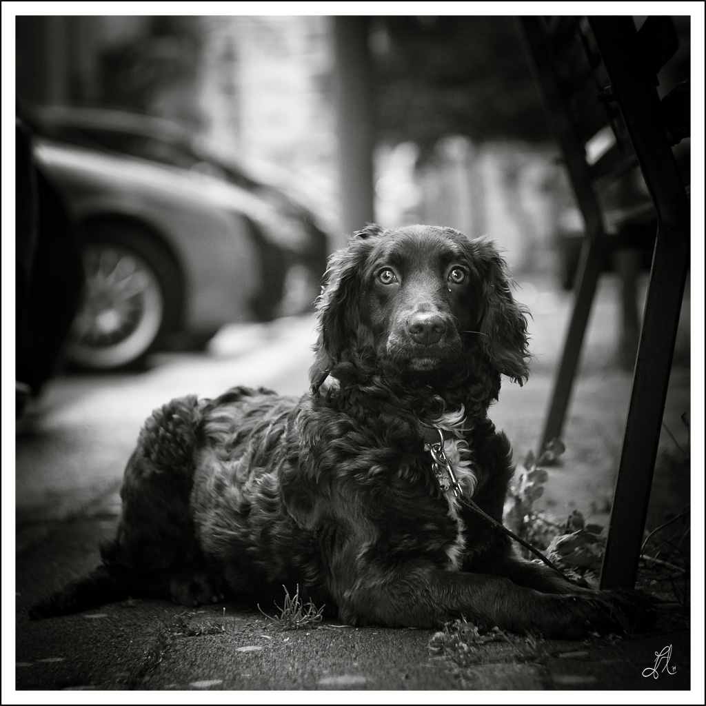 .::DOGS::. - Nameless #4