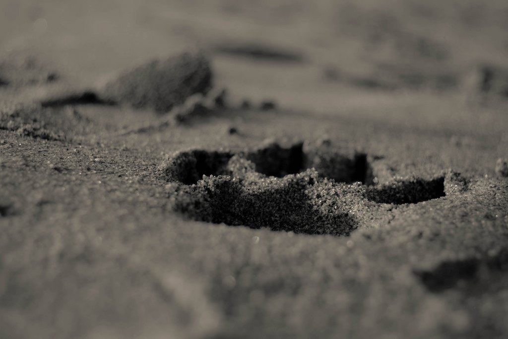 Who lets the dog out?