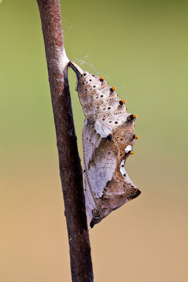 Crisalide di Nymphalis polychloros