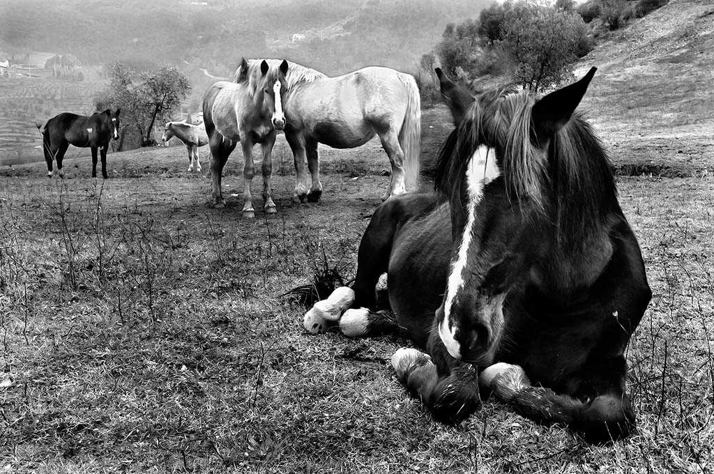 Cavalli  allo stato brado