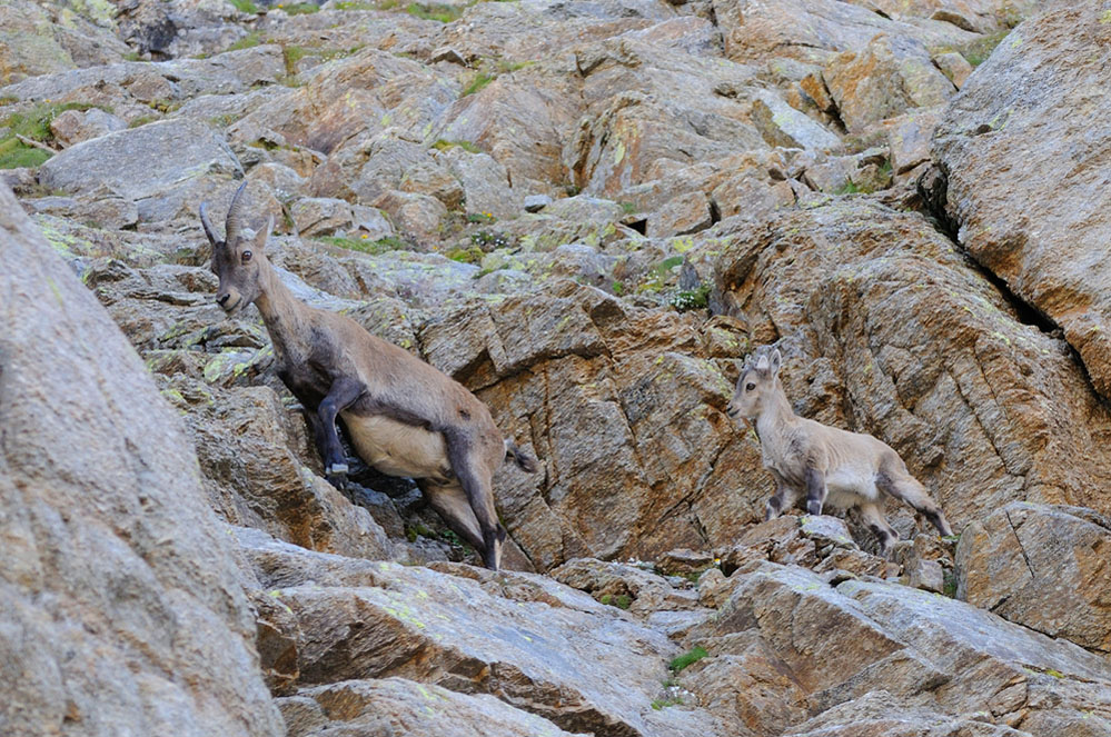 PNGP: Madre e figlio