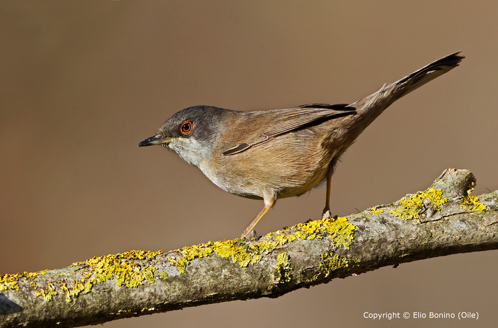 Occhiocotto (Sylvia melanocephala)