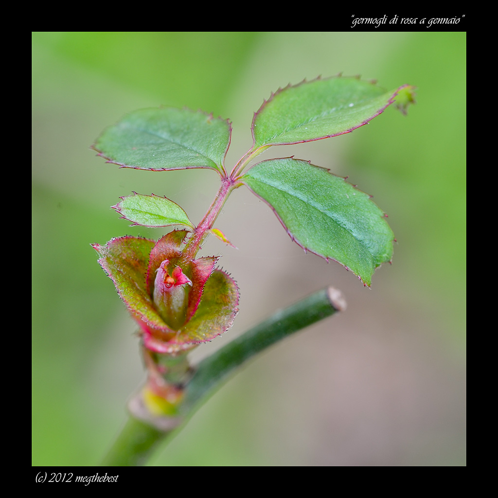 germoglio di rosa