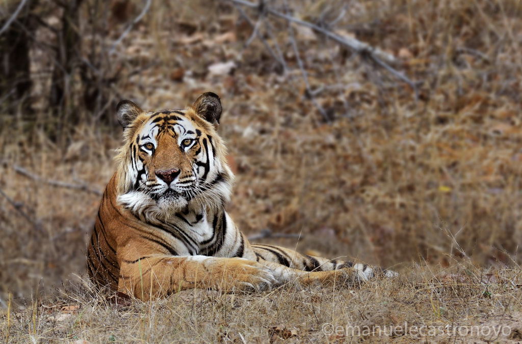 Regina della foresta